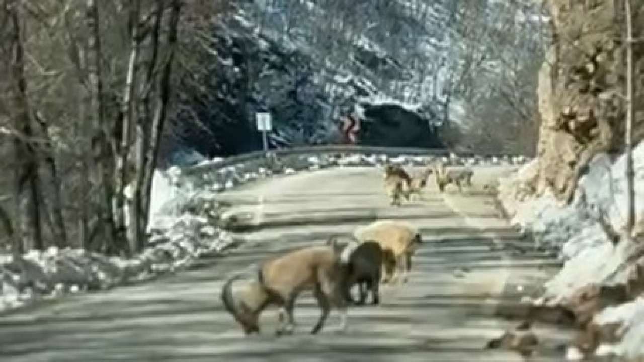 Ovacık yolunda dağ keçisi sürüsü yolu kapladı