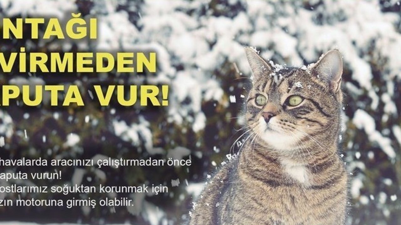 Soğuktan korunmak için girdiği araçta sıkışan kedi kurtarıldı