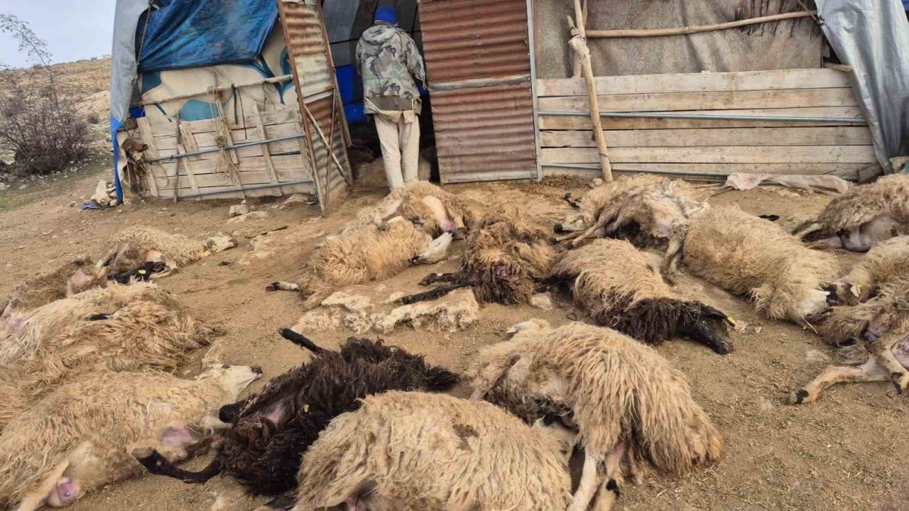 Tunceli’de kurt paniği: 64 koyun telef oldu, 11 koyun yaralı