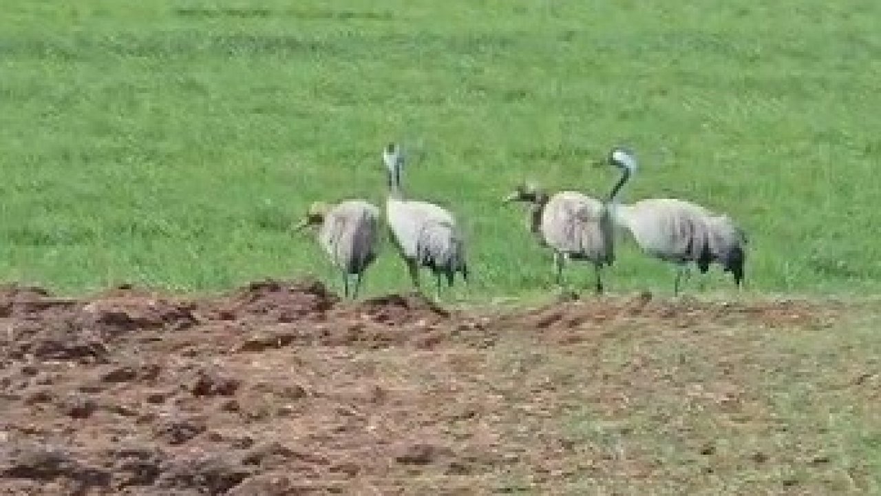 Türkülere konu olan turnalar Tunceli’de görüntülendi