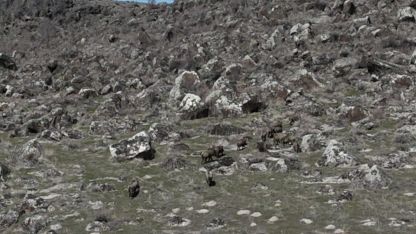 Adilcevaz’da domuzlar çiftçileri bezdirdi