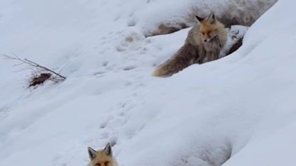 Bingöl’de yuvasında görüntülenen kızıl tilki mest etti