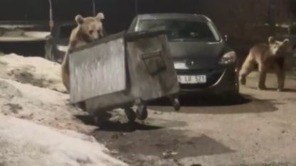 Kars’ta yerleşim bölgesine inen bozayılar çöpte yiyecek ararken görüntülendi