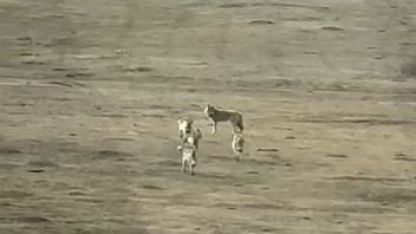 Kurt sürüsü arazide böyle görüntülendi