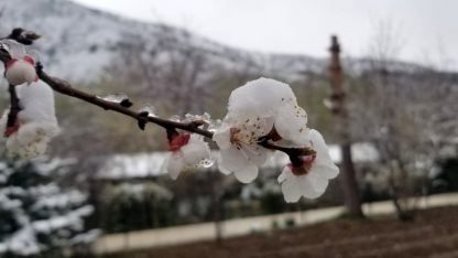 Mart sonrası Nisan şoku: Erzincan ve çevresinde gece donu