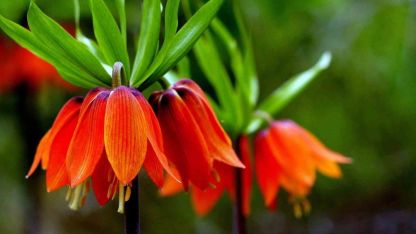 Kemaliye dağlarında ters laleler açtı