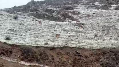 Hakkari yolunda dağ keçileri görüntülendi