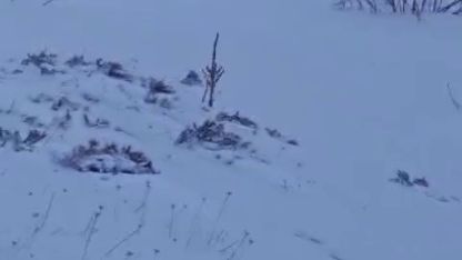 Sürüye saldıran kurt kangal köpeği tarafından engellendi