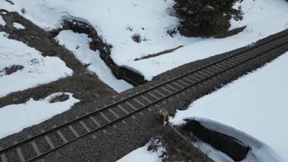 Kars’ta drone ile karşılaşan boz ayı kamerada: Merak, tedirginlik ve kaçış