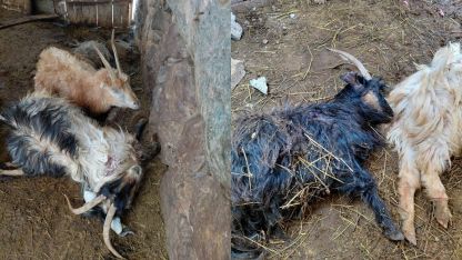 Hakkari’de kurt saldırısı, çok sayıda hayvan telef oldu