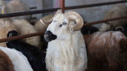 Elazığ’da kurbanlık satışları başladı