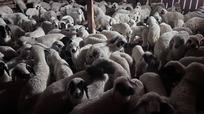 Sürülerde bahar hareketliliği: Kuzular annelerini böyle buldu