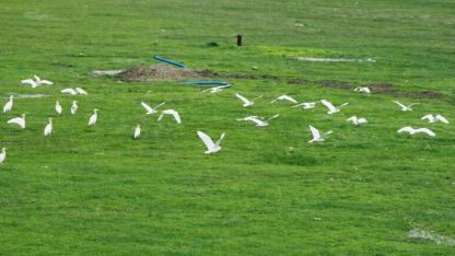 Göçmen kuşlar Muş Ovası’nı süsledi