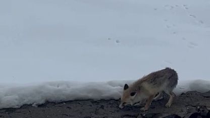 Aç kalan tilkiyi elleriyle besledi