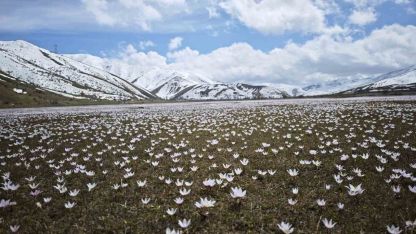 Güzeldere Vadisi’nde bahar şöleni: Çiğdemler görsel ziyafet sunuyor