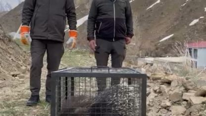 Tedavisi tamamlanan oklu kirpi doğaya salındı