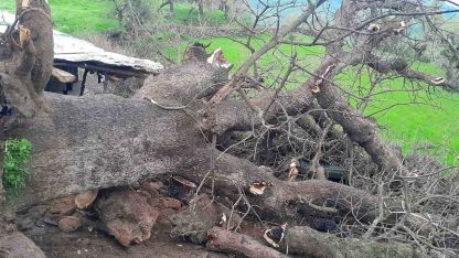 Derecik’te üzerine ağaç devrilen ağıldaki 4 keçi telef oldu