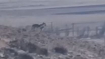 Özalp’te sürüye saldırmak için fırsat kollayan kurtlar görüntülendi