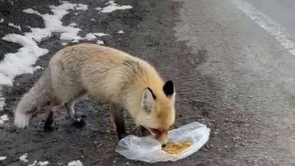 Gezen tilki nasibini buldu