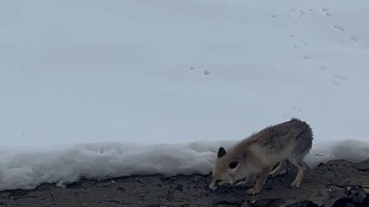 Aç kalan tilkiyi elleriyle besledi