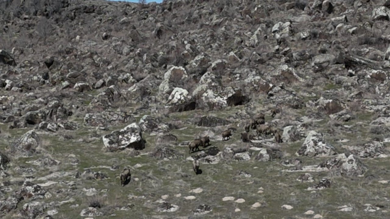 Adilcevaz’da domuzlar çiftçileri bezdirdi