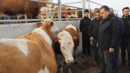 Ardahan’da “Kurbanlık” telaşı başladı