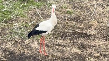 Baharın müjdecisi leylekler Ardahan'a geldi