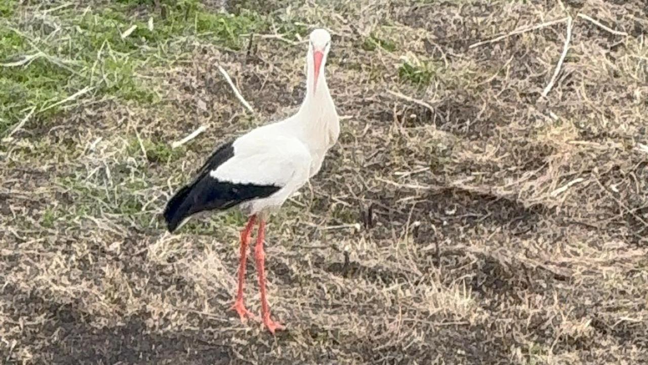Baharın müjdecisi leylekler Ardahan'a geldi
