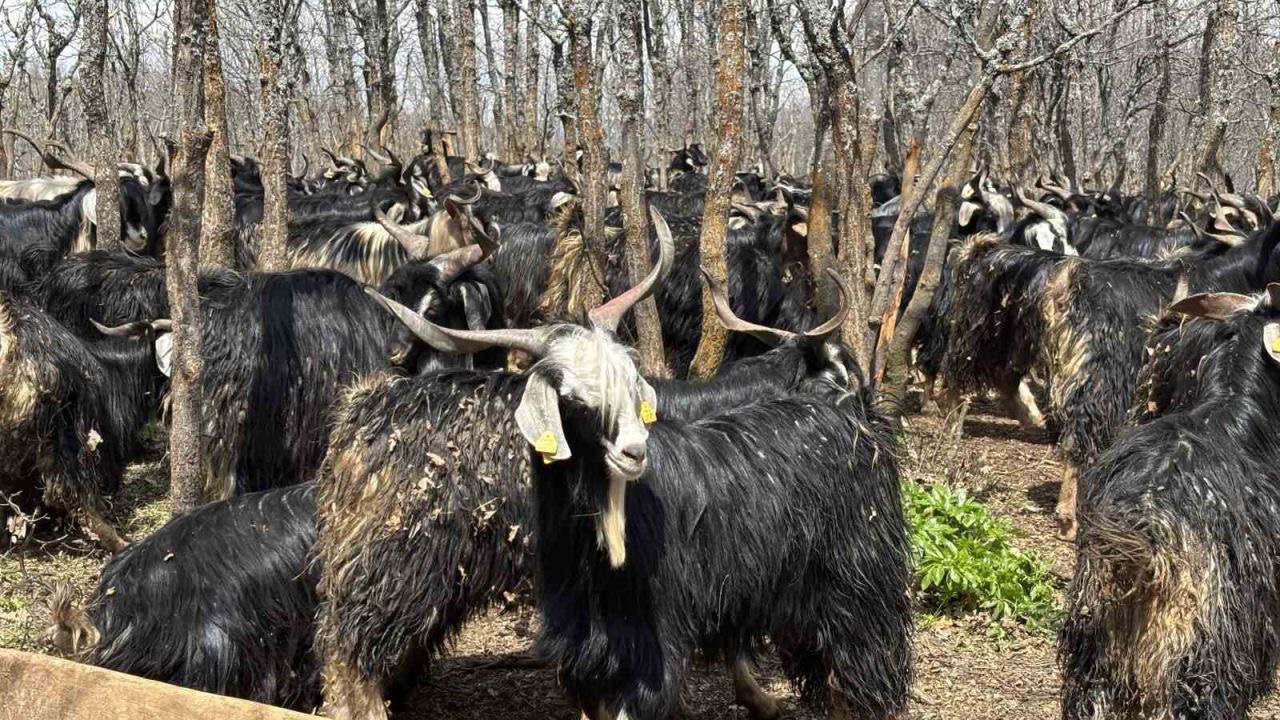 Bingöl’de soğuklar yaylaya çıkışı geciktirdi: Hayvanlar besiye alındı