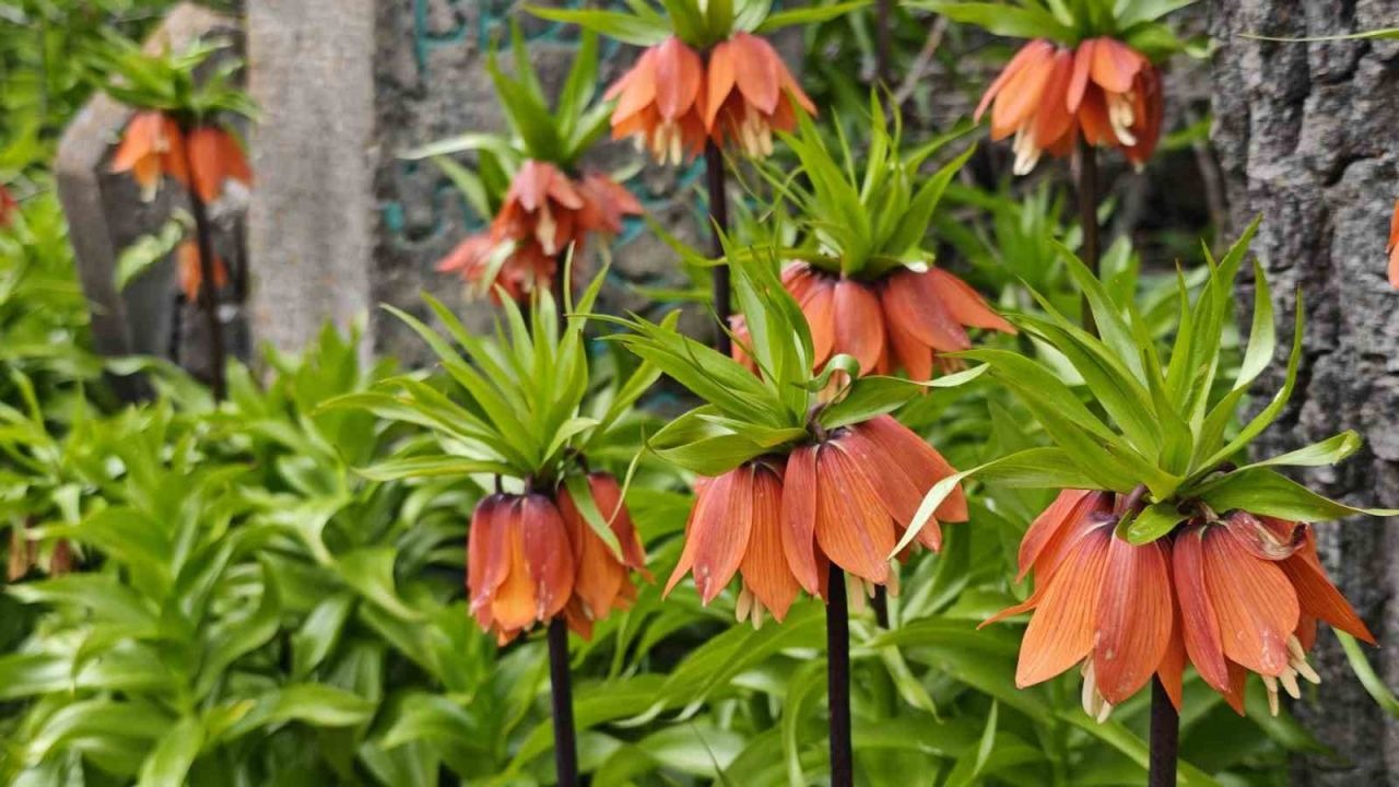 Bitlis’te açan ters laleler ziyaretçilerin ilgi odağı oldu