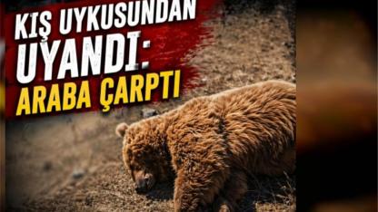 Boz Ayı Trafik Kurbanı Oldu: Yoldan geçen Meraklı vatandaşlar ayıya sarılıp selfi çekti