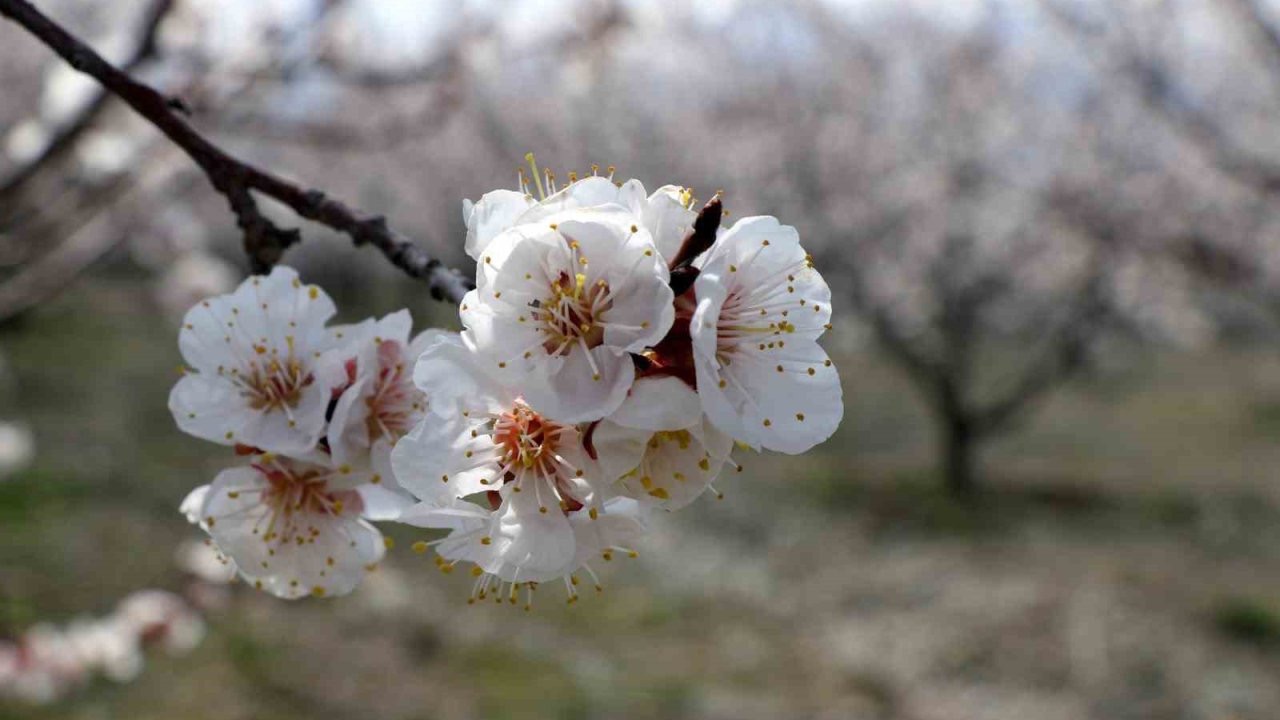 Çiçek açan ağaçların görselliği mest etti