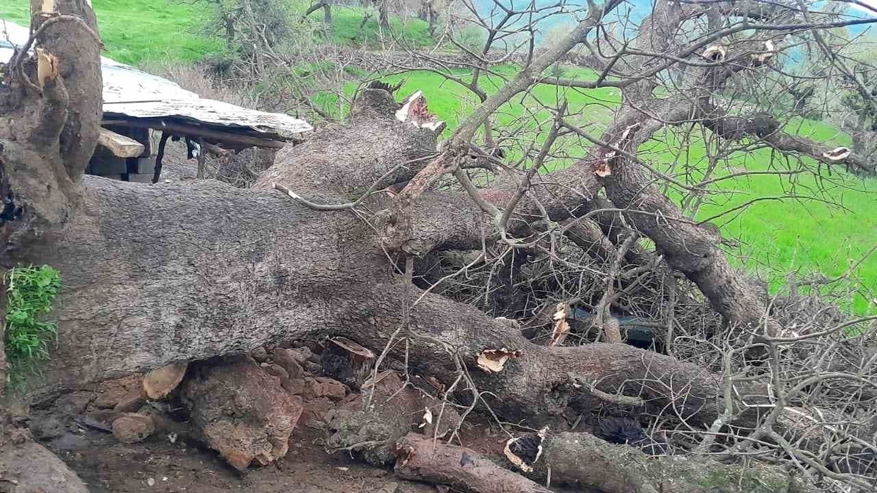 Derecik’te üzerine ağaç devrilen ağıldaki 4 keçi telef oldu