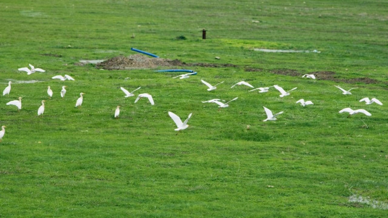 Göçmen kuşlar Muş Ovası’nı süsledi