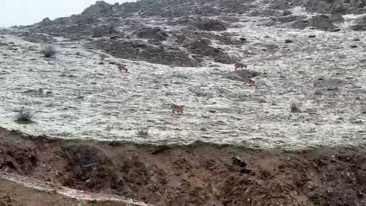 Hakkari yolunda dağ keçileri görüntülendi