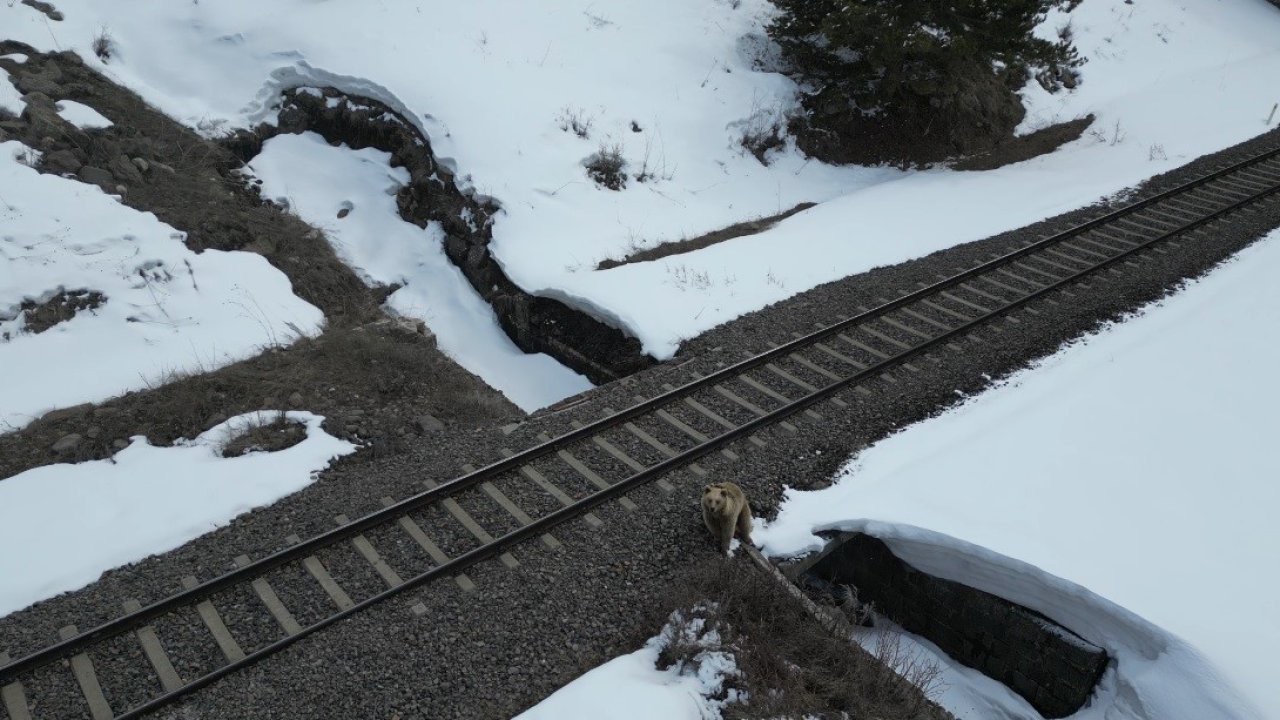 Kars’ta drone ile karşılaşan boz ayı kamerada: Merak, tedirginlik ve kaçış