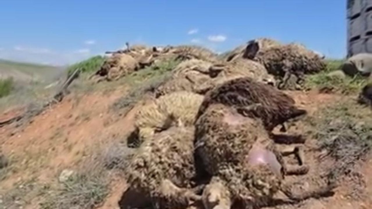 Malatya’da küçükbaş hayvan yüklü tır devrildi: 2 kişi yaralandı, 80 koyun telef oldu