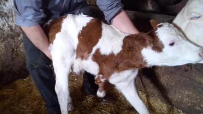 Ardahan’da üç ayaklı buzağı doğdu