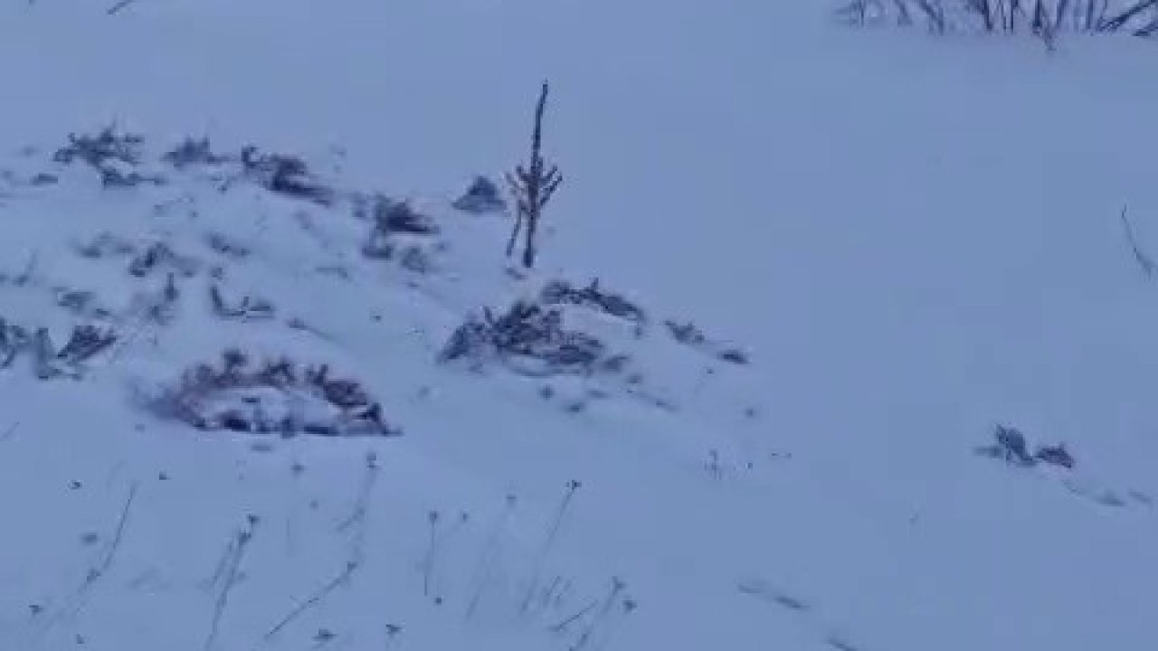 Sürüye saldıran kurt kangal köpeği tarafından engellendi