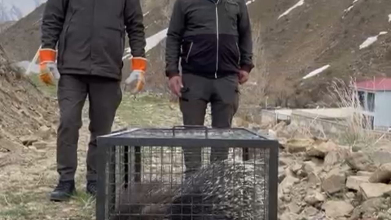 Tedavisi tamamlanan oklu kirpi doğaya salındı