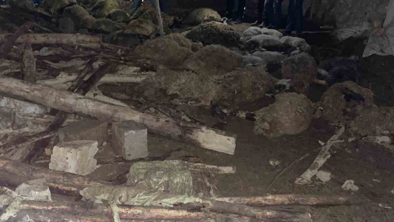 Van’da ahır çöktü: 56 küçükbaş hayvan telef oldu