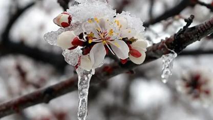 Zirai don, kar, yağmur! 42 il için sarı kodlu uyarı verildi