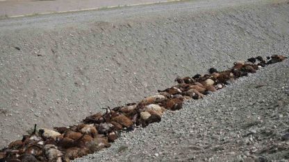 Iğdır’daki arı saldırısının ardından bölgede hasar tespiti sürüyor