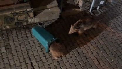 Yiyecek arayan ayı ve yavruları görüntülendi