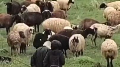 Elazığ’da minik çobanların sürü başında halayı