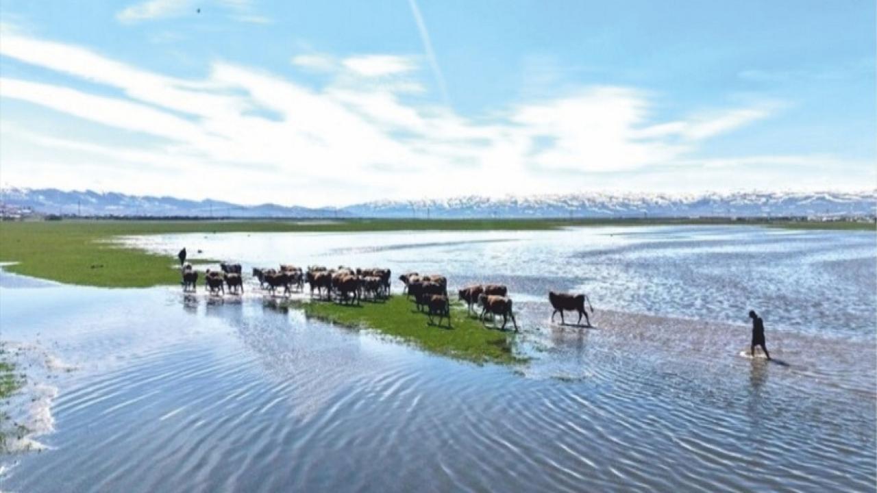Kura Taştı: Ardahan’a Deniz Geldi!