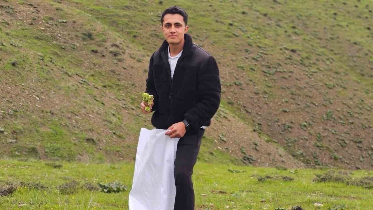 Muş’ta "Yayla muzu" mesaisi başladı
