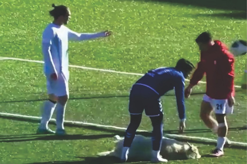 Dersimspor – S. Ardahanspor maçında köpek sürprizi