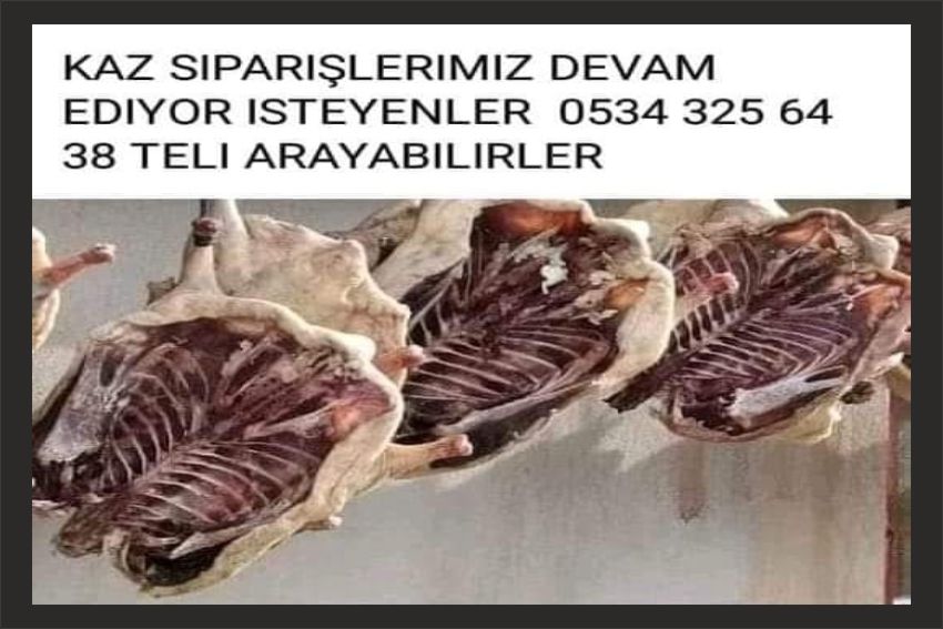 Göle’de engelli vatandaşın hayat mücadelesi: Akülü araba almak için kazlarını satışa çıkardı